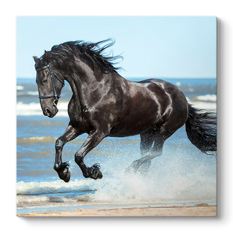Πίνακας σε καμβά “Black Horse” Megapap ψηφιακής εκτύπωσης 60x60x3εκ.